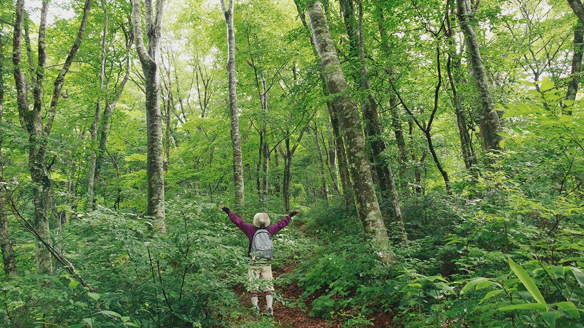 hombre encima de arboles hombre encima de arboles