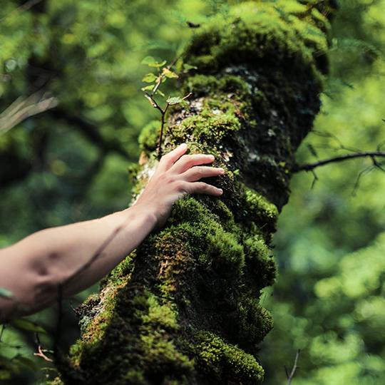 EPEAT mano sobre arbol